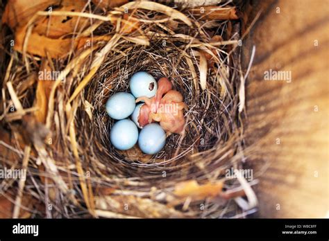 Flycatcher Eggs Hi Res Stock Photography And Images Alamy