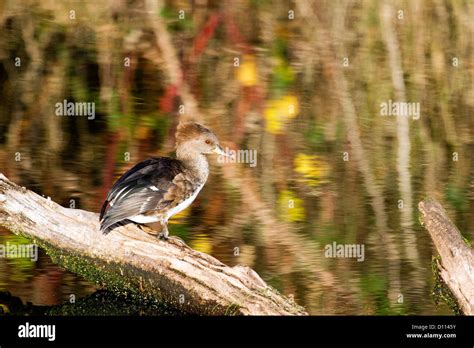 Female Hooded Merganser Stock Photo - Alamy