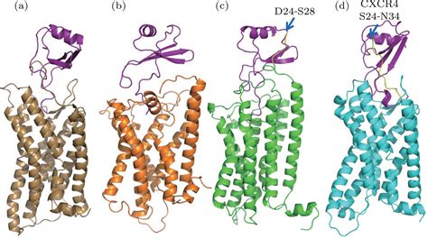 A Computational Study Of The Chemokine Receptor Cxcr1 Bound With