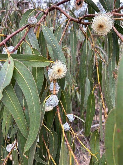 grow eucalyptus globulus earthone