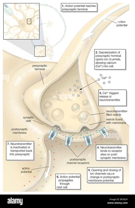 The Chemical Transmission Of A Nerve Impulse At The Synapse Stock Photo