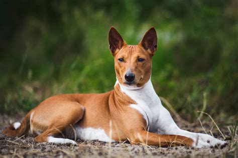 Top 12 Basenji Breeders In The U.S.