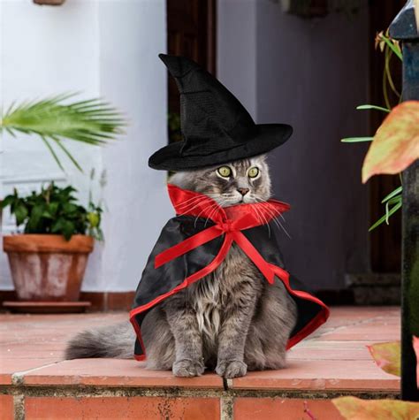 Cats In Halloween Costumes