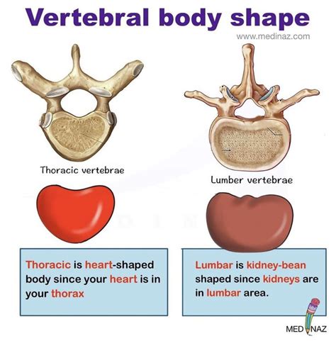 Pin By Andres Sanchez On Anatomy Thoracic Vertebrae Medical Anatomy