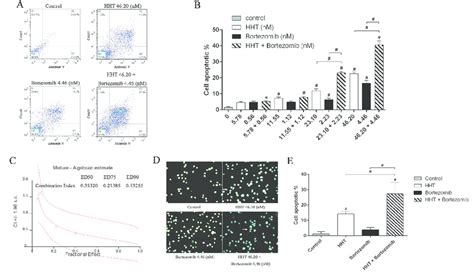 Hht And Bortezomib Synergistically Induced Apoptosis Of Skm 1 Cells