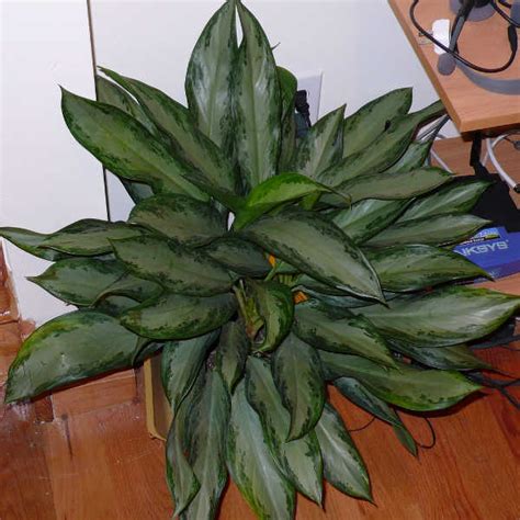 Variedades De Aglaonema A Tener En Cuenta