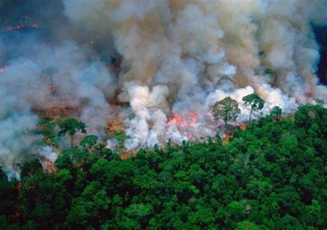 Amazonie La Communauté Internationale Se Mobilise Pour Sauver Le