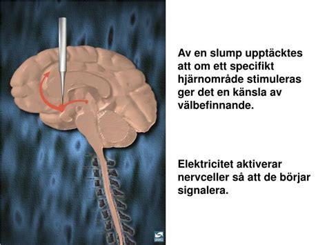 PPT Cannabis och hjärnans belöningssystem med fokus på den växande