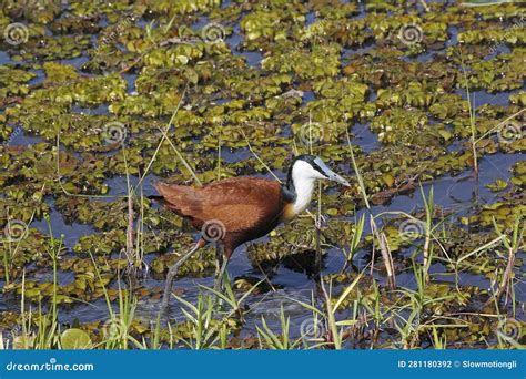 African Jacana Actophilornis Africanus Adult Standing In Swamp Moremi