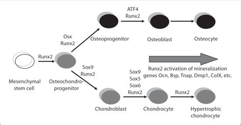 Figure From Thyroid Hormone Receptor Ss Tr Regulation Of Runt