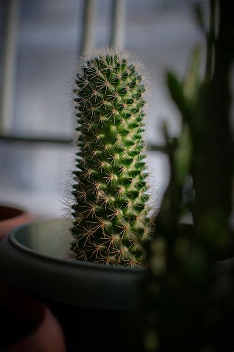 Cactus in Ceramic Pot · Free Stock Photo