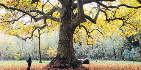 À La Rencontre Des Arbres Les Plus Remarquables De France