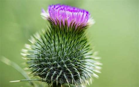 Thistle Purple Flower Online Jigsaw Puzzles