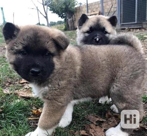 Úžasná štěňata Akita Ahoj Princezna štěně Akita k vašim slu bazar