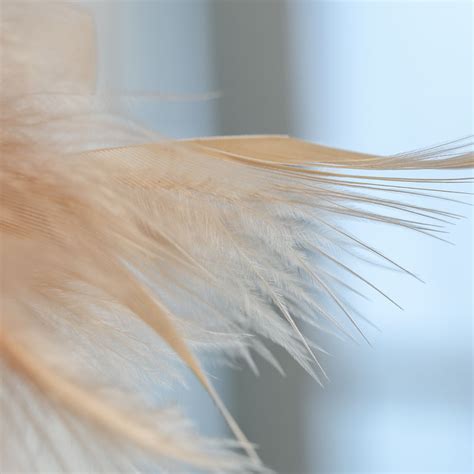 Voluminous Peach Goose Flower Feather Stem Feathers Basic Craft