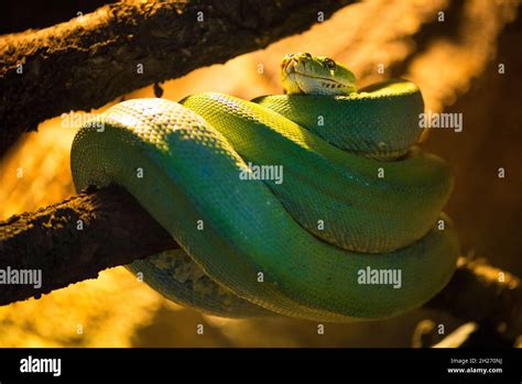 green tree python Stock Photo - Alamy