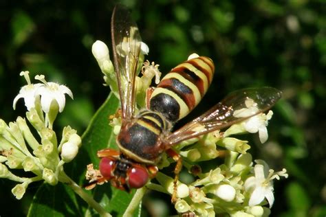 CRABRONIDAE | Pybio Paraguay Biodiversidad