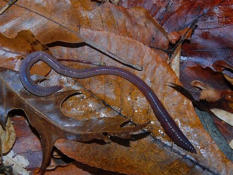 Worms Love Earth Earthworms And Their Soil Lumbricus Friendi