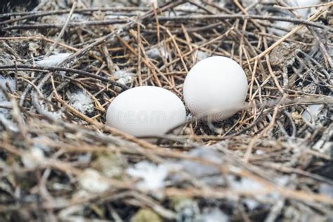 O Pombo Branco Do Ninho Do Pássaro Mergulhou Os Ovos Colocados No Ninho