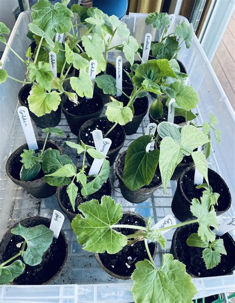 Dr Becca Phd 🐘 On Twitter 2 Week Seedling Check In Squash And Beans