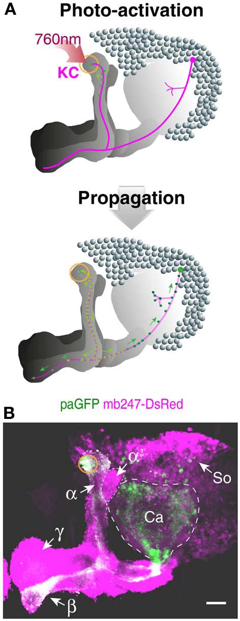 Tracing Kenyon Cells Using Photoactivatable Gfp A Schematic