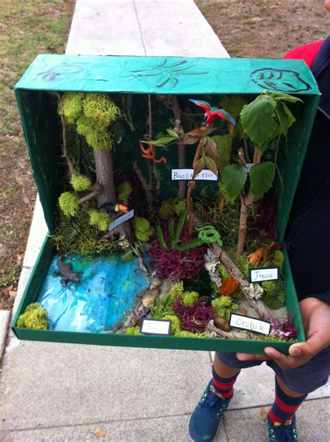 Rainforest Diorama Kids Habitats Projects Projects For