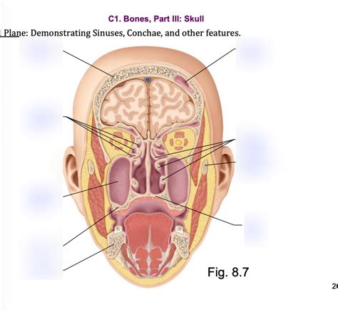 Frontal Plane Diagram | Quizlet