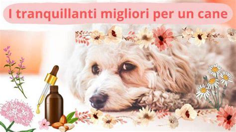 Tranquillanti Naturali Per Cani Quali Sono Benefici E Rischi Per Il