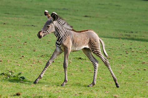 Zebra Zooborns