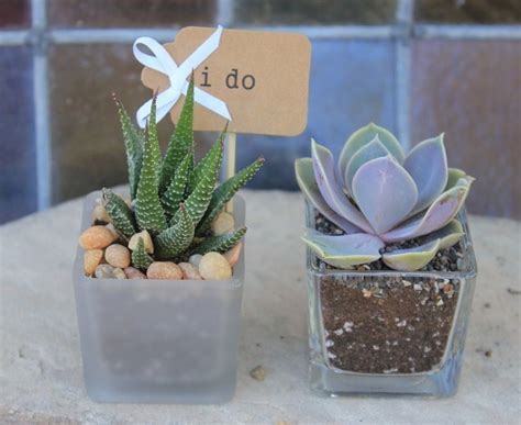 STANDARD Favor Tags (20 Pack) - Wedding Succulent Favors for Sale Bulk Succulents