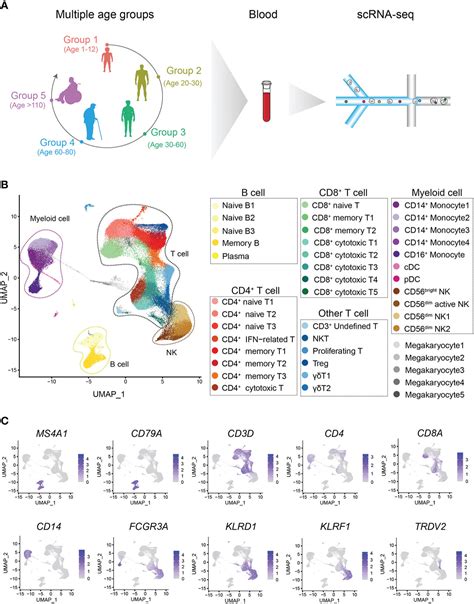 Frontiers Single Cell Rna Sequencing Reveals The Molecular Features