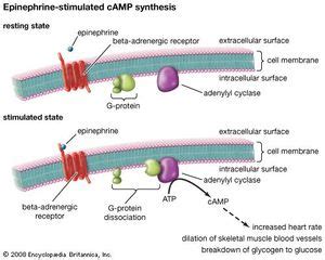 Epinephrine | hormone | Britannica.com