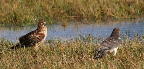 A male and female Northern Harrier interact | BirdNote