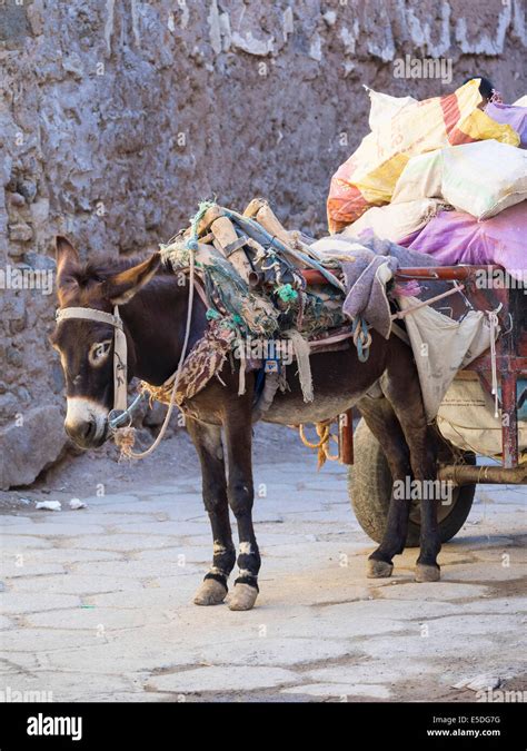 Pack Donkey With A Laden Cart In The Medina Marrakech Marrakech