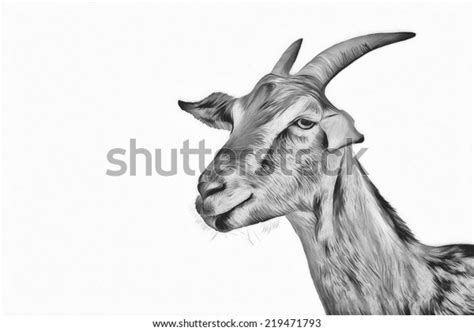 Stockillustration Med Drawing Goats Black White Portrait