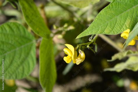 Black gram flower Stock Photo | Adobe Stock