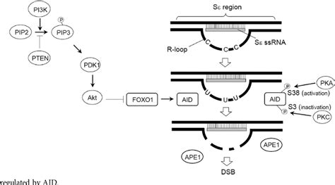 [pdf] The Role Of Protein Phosphorylation In The Regulation Of Class