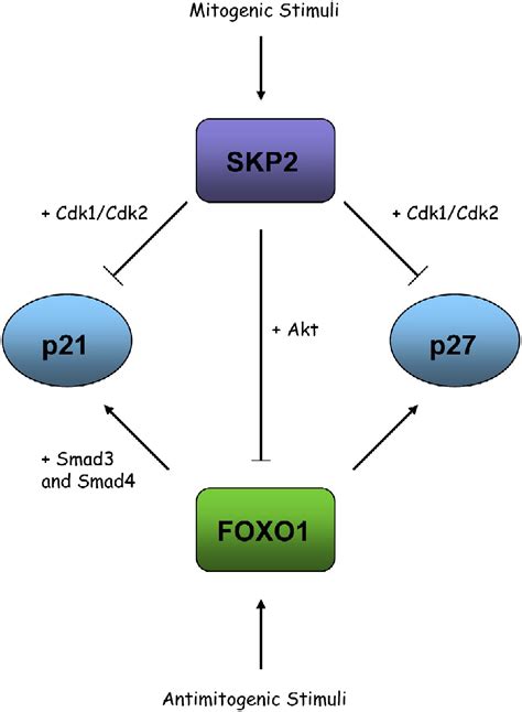 Skp2 The Foxo1 Hunter Cancer Cell