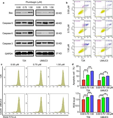 Plumbagin Promoted Bca Cells Apoptosis And Ros Generation A The