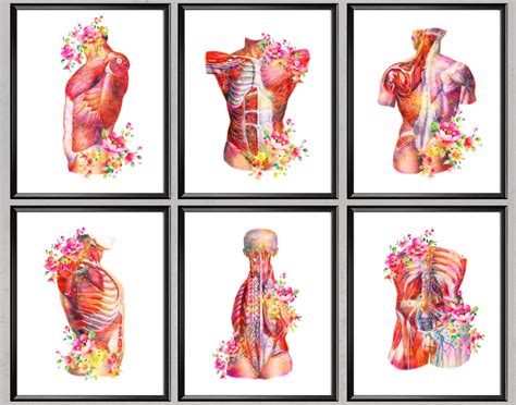 6 Body Muscle Anatomy Watercolor Art Medical Poster Muscular Etsy