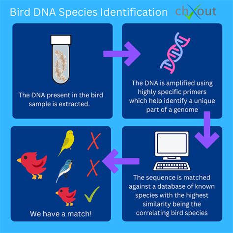 Bird Species ID Process - chXout