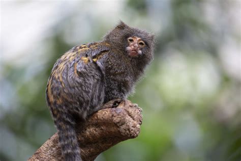 18 Extraordinary Types of Monkeys