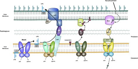 The Role Of Atp Binding Cassette Transporters In Bacterial