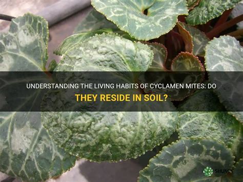 Understanding The Living Habits Of Cyclamen Mites: Do They Reside In Soil? | ShunCy