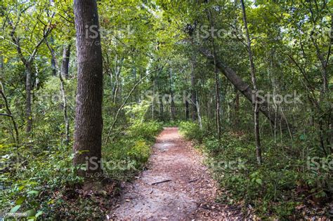 머틀 비치 주립 공원의 숲을 통과하는 길 0명에 대한 스톡 사진 및 기타 이미지 0명 가을 경관 Istock