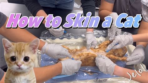 Anatomy Skinning A Cat Youtube