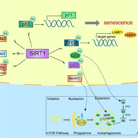 Sirt1 Affects The Biological Functions Of Trophoblasts Download Scientific Diagram