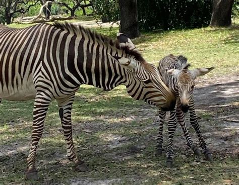 Baby Zebra foal born at Disney's Animal Kingdom | Chip and Company