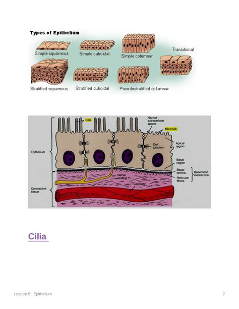 SOLUTION: histology of epithelium - Studypool