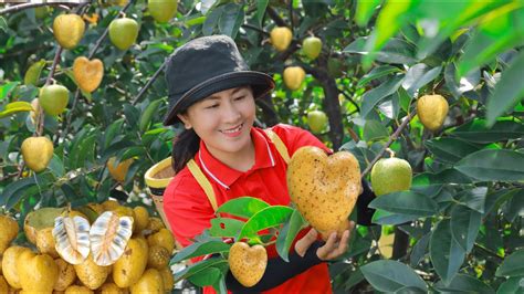 Harvesting POND APPLE Goes To The Market Sell 2 Years Alone In The